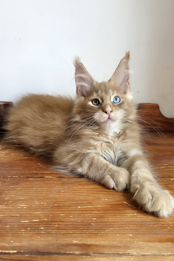 Jedgard | Maine Coon Kitten