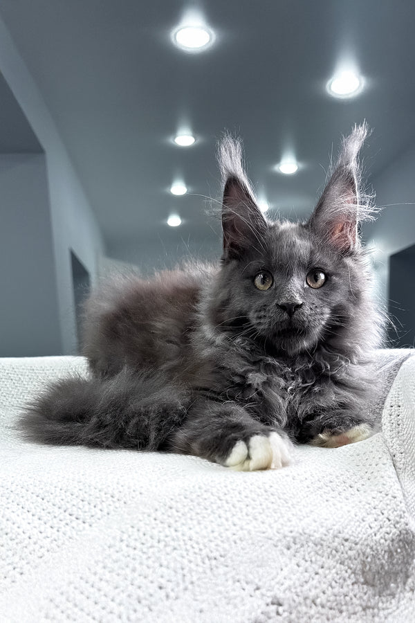 Jeff | Maine Coon Kitten