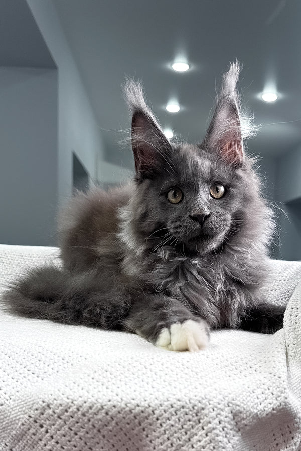 Jeff | Maine Coon Kitten
