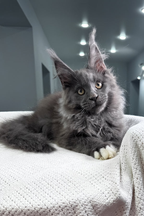 Jeff | Maine Coon Kitten