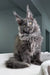 Jeff | Maine Coon Kitten