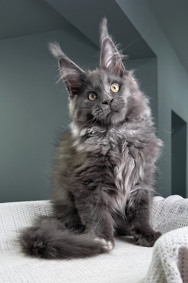 Jeff | Maine Coon Kitten