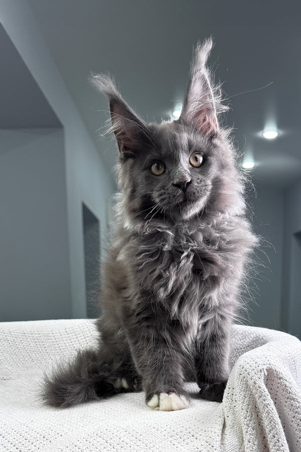 Jeff | Maine Coon Kitten