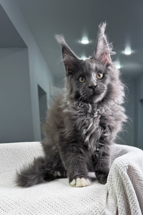 Jeff | Maine Coon Kitten
