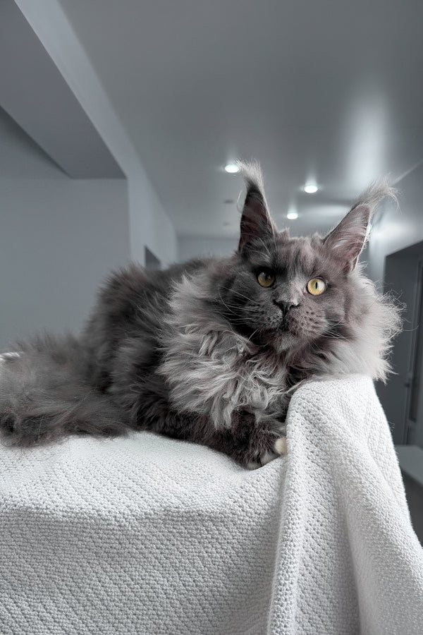 Jeff | Maine Coon Kitten