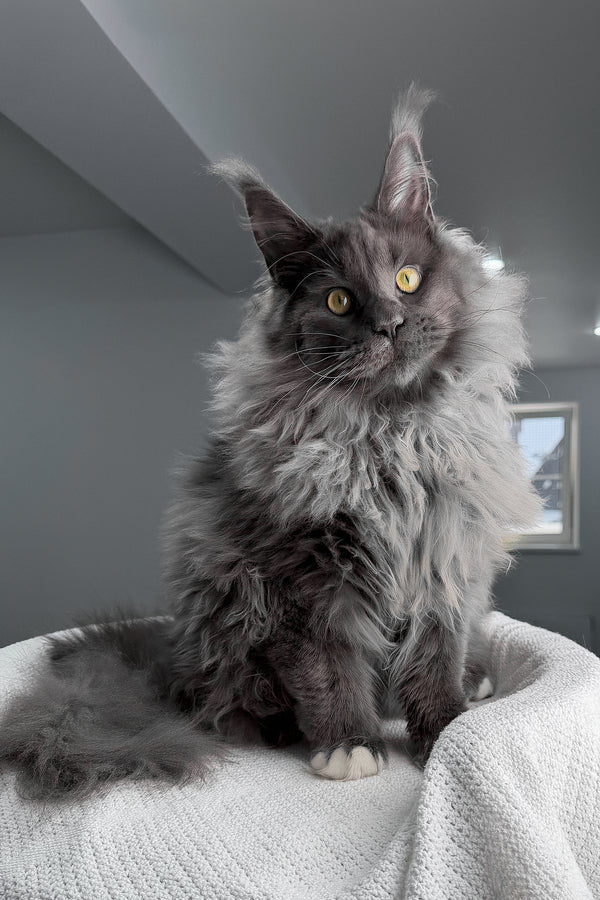 Jeff | Maine Coon Kitten