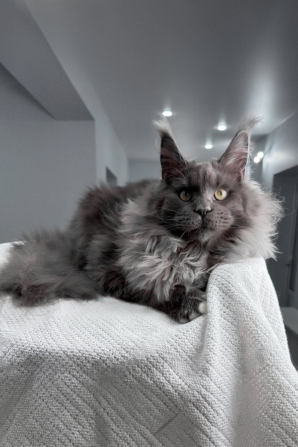 Jeff | Maine Coon Kitten