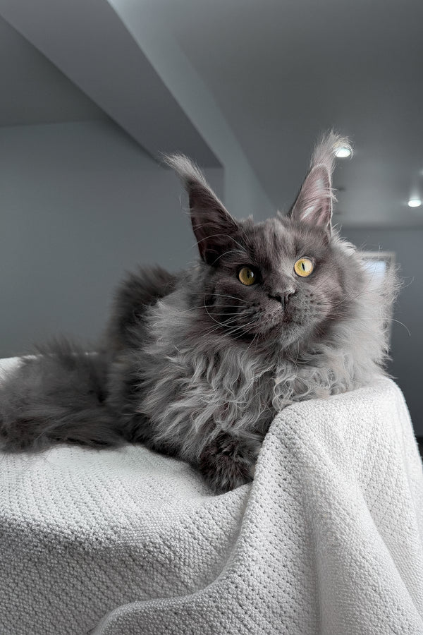 Jeff | Maine Coon Kitten