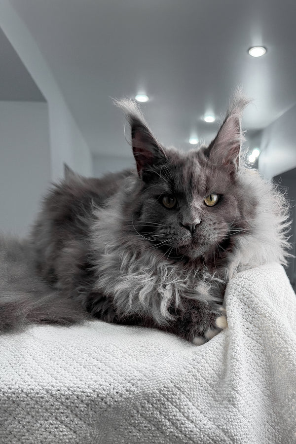 Jeff | Maine Coon Kitten