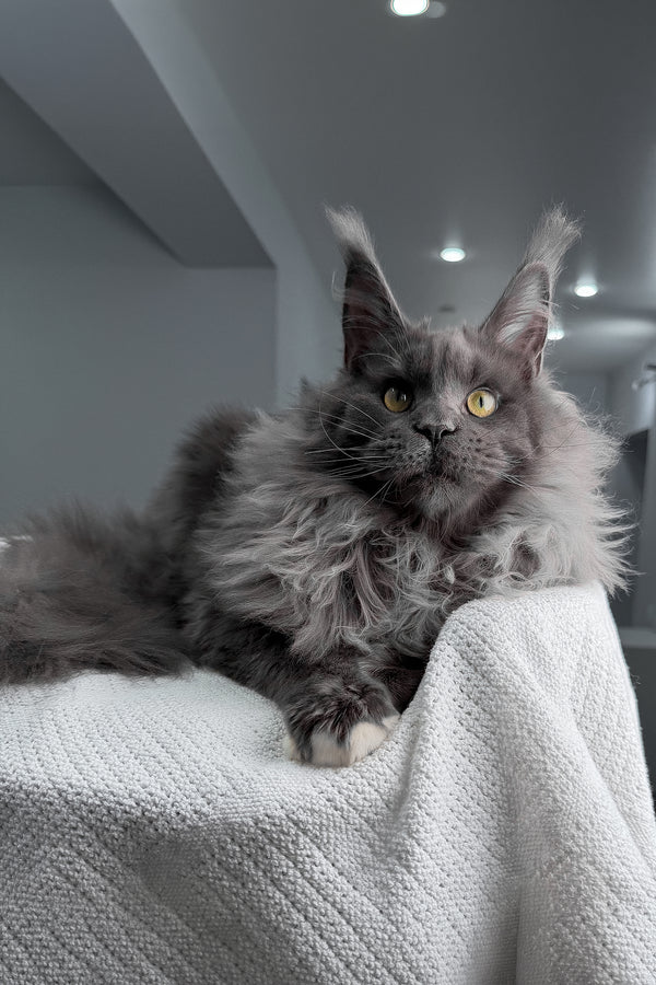 Jeff | Maine Coon Kitten