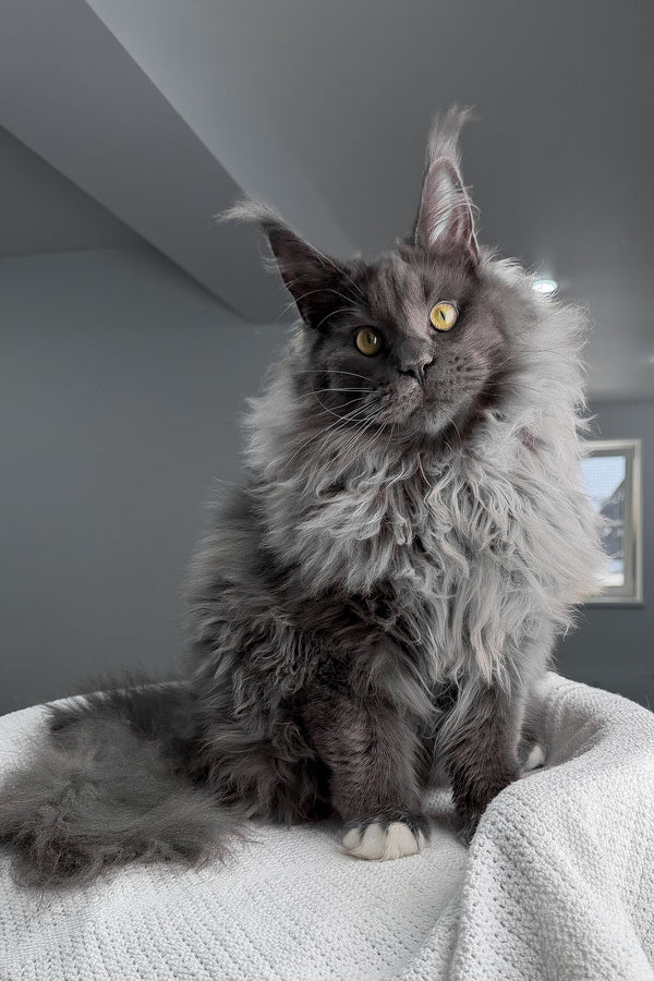 Jeff | Maine Coon Kitten