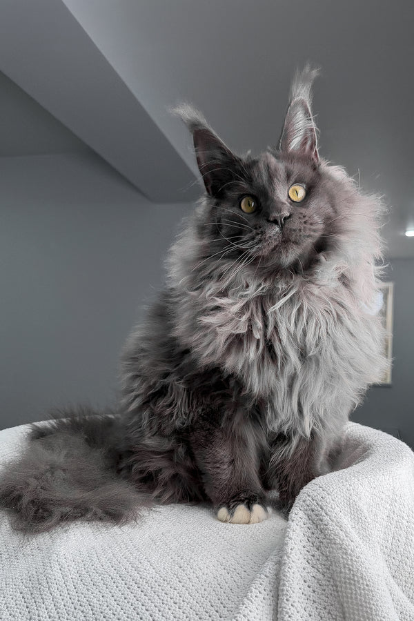 Jeff | Maine Coon Kitten