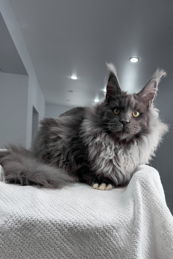 Jeff | Maine Coon Kitten
