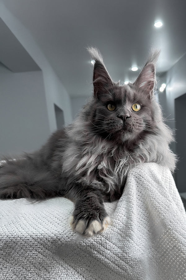 Jeff | Maine Coon Kitten