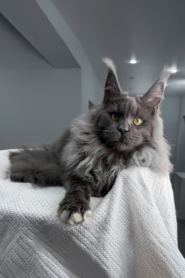 Jeff | Maine Coon Kitten