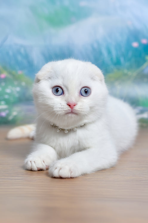 Jeff | Scottish Fold Kitten