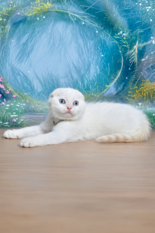 Jeff | Scottish Fold Kitten