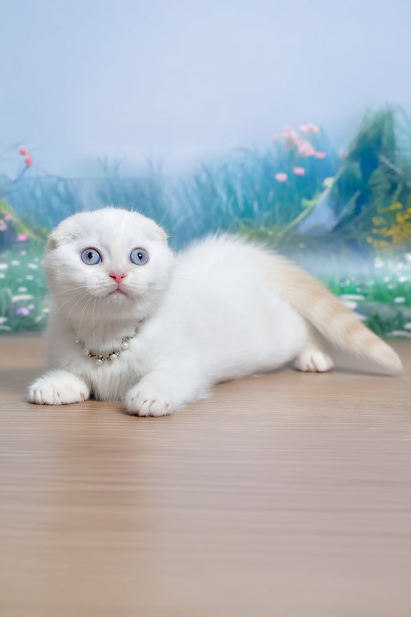 Jeff | Scottish Fold Kitten