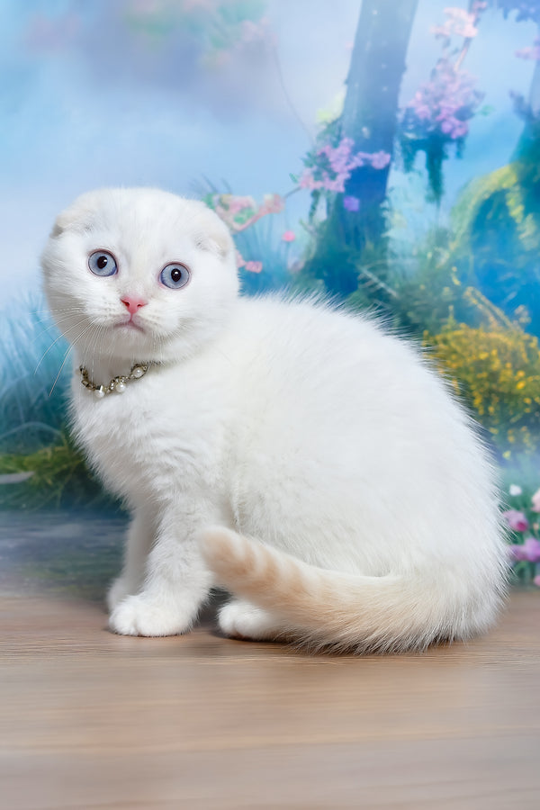 Jeff | Scottish Fold Kitten