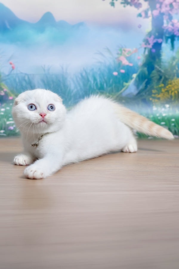 Jeff | Scottish Fold Kitten