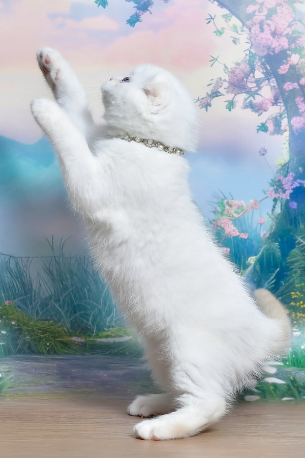 Jeff | Scottish Fold Kitten