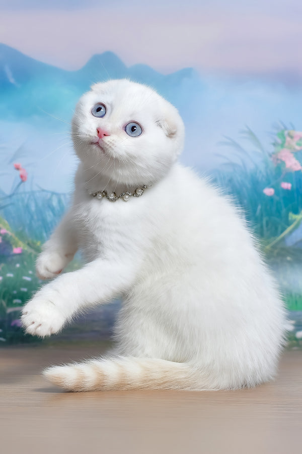 Jeff | Scottish Fold Kitten