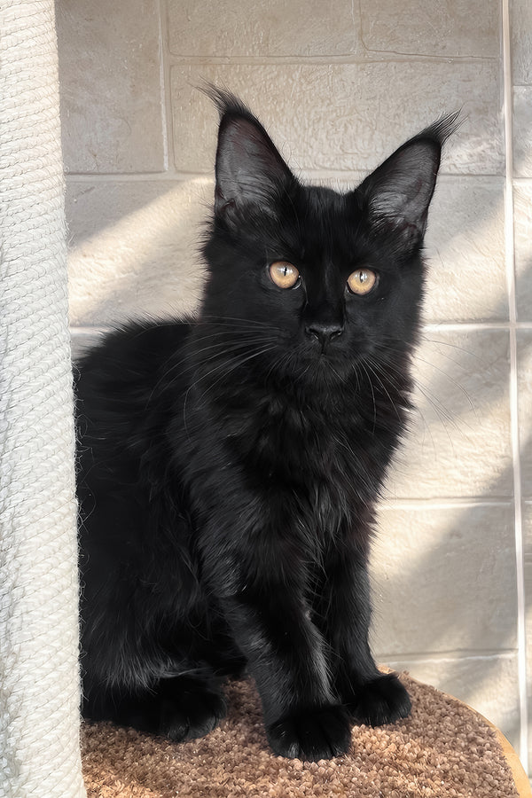 Jein | Maine Coon Kitten
