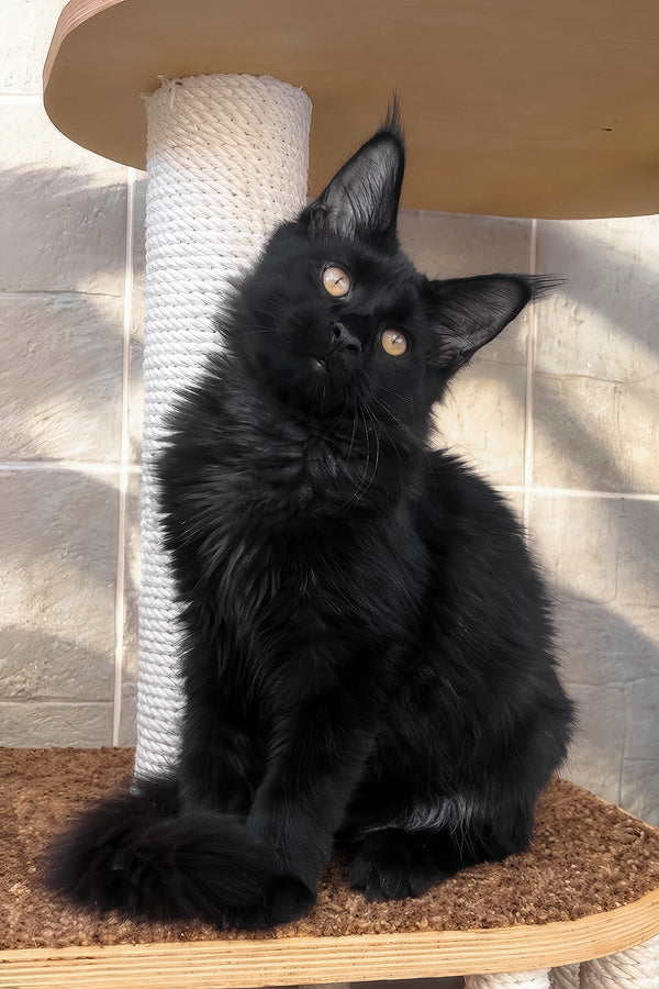 Jein | Maine Coon Kitten