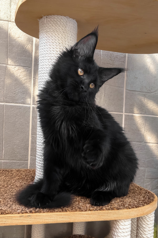 Jein | Maine Coon Kitten