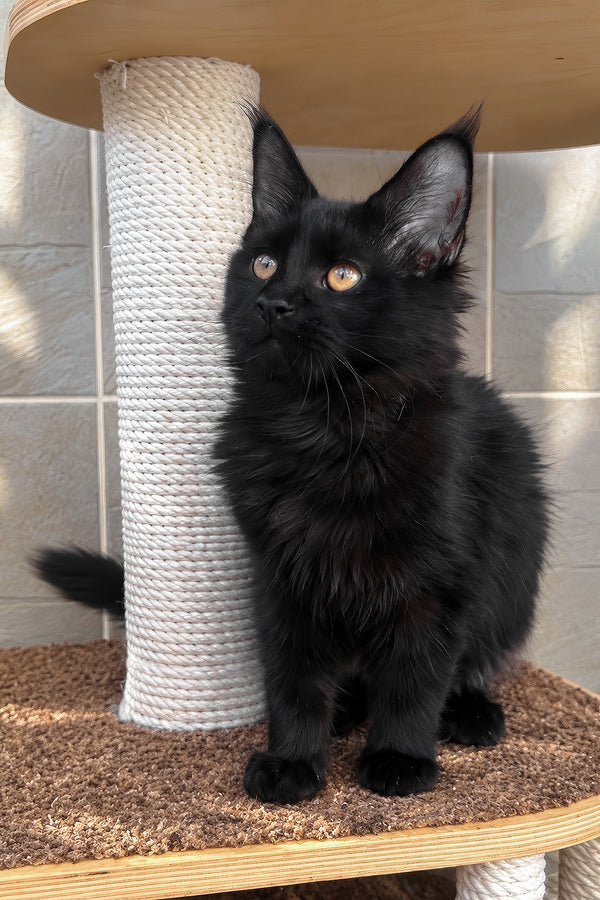 Jein | Maine Coon Kitten