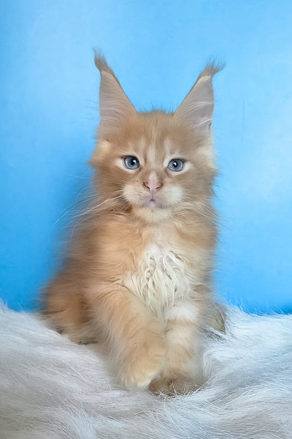 Jelf | Maine Coon Kitten