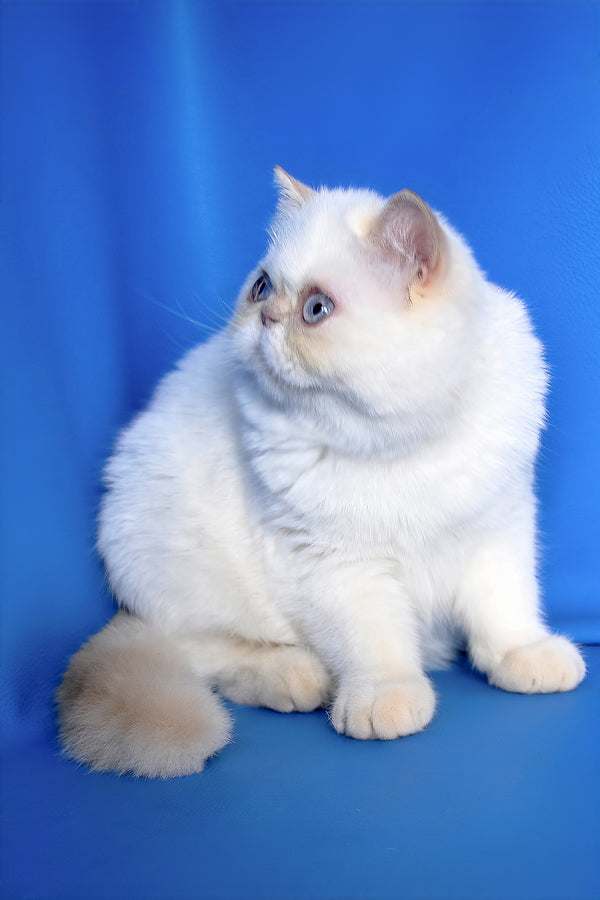 Jemma | Exotic Shorthair Kitten
