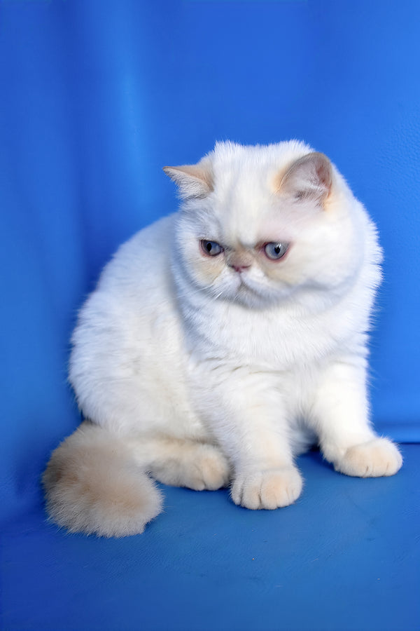 Jemma | Exotic Shorthair Kitten