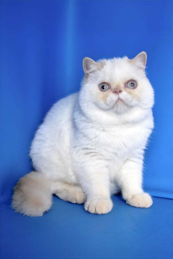 Jemma | Exotic Shorthair Kitten
