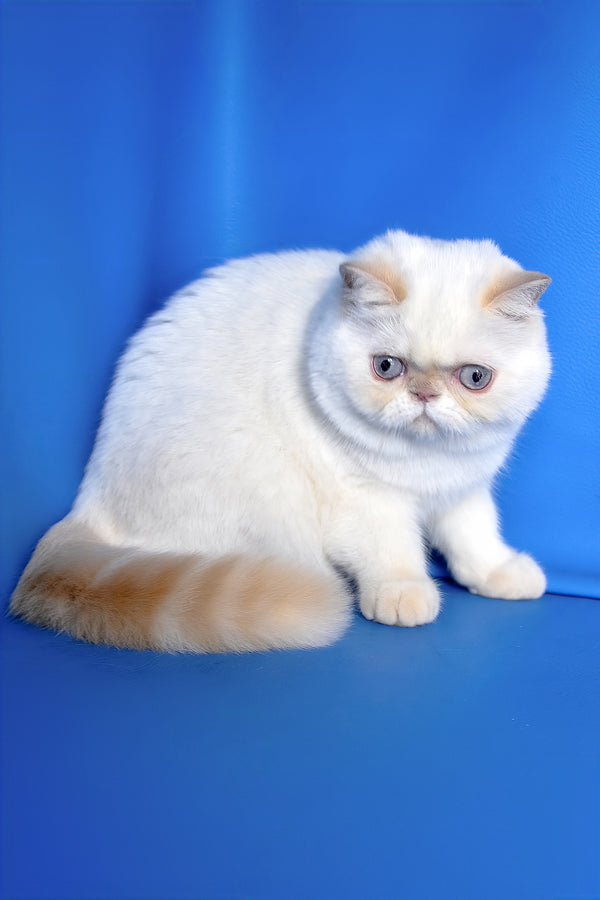 Jemma | Exotic Shorthair Kitten