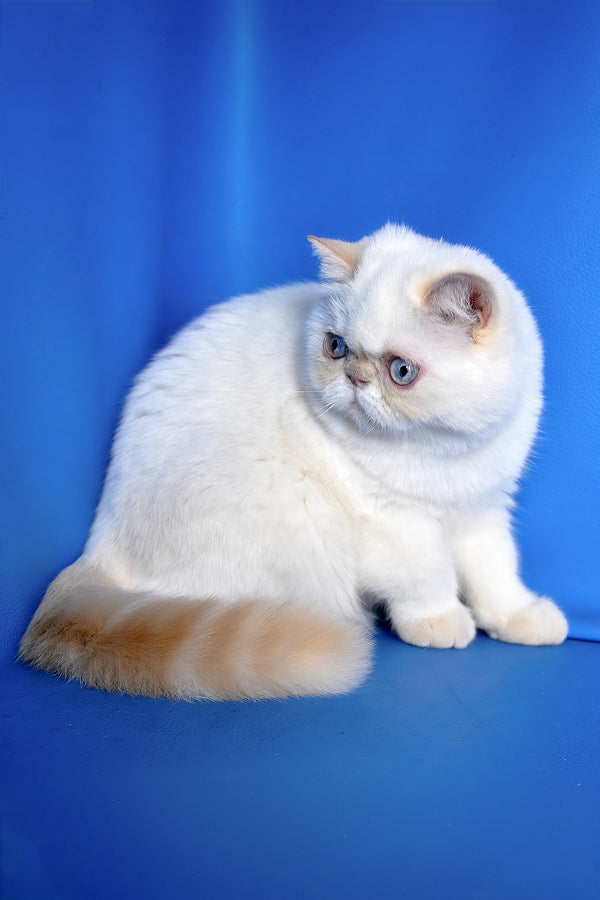 Jemma | Exotic Shorthair Kitten
