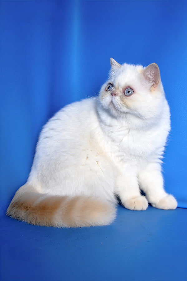 Jemma | Exotic Shorthair Kitten