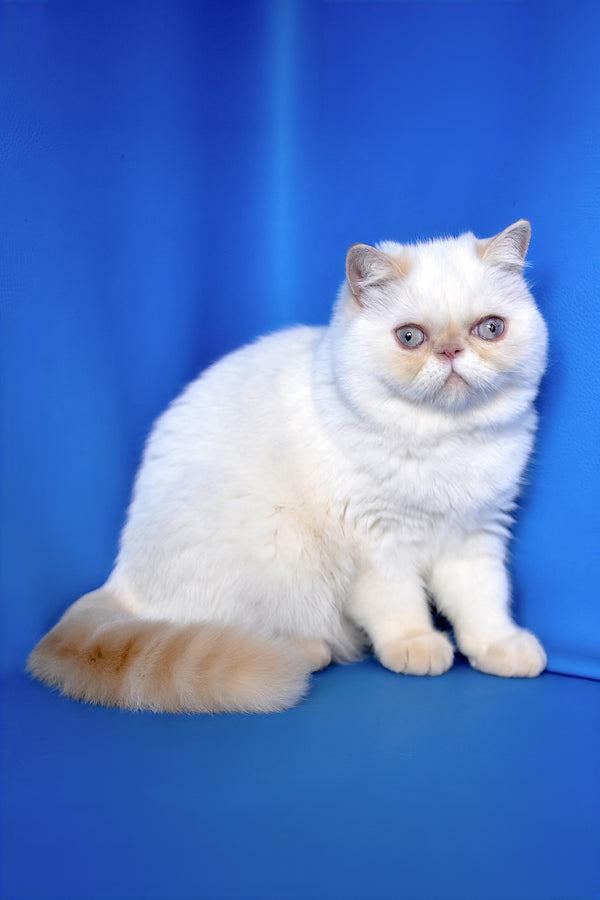 Jemma | Exotic Shorthair Kitten
