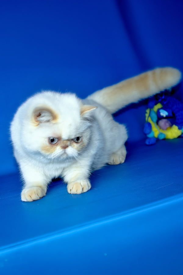Jemma | Exotic Shorthair Kitten