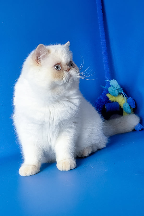 Jemma | Exotic Shorthair Kitten