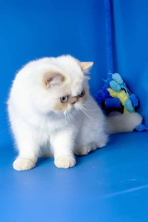 Jemma | Exotic Shorthair Kitten