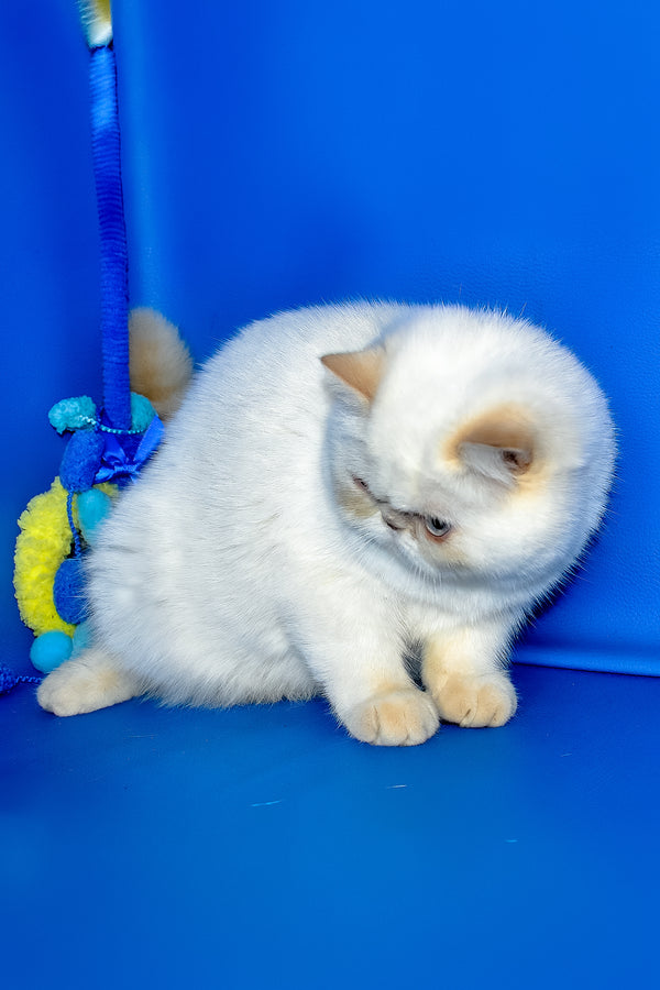 Jemma | Exotic Shorthair Kitten