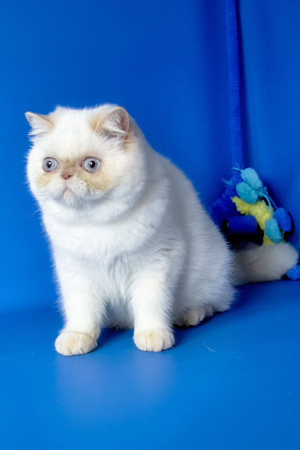 Jemma | Exotic Shorthair Kitten