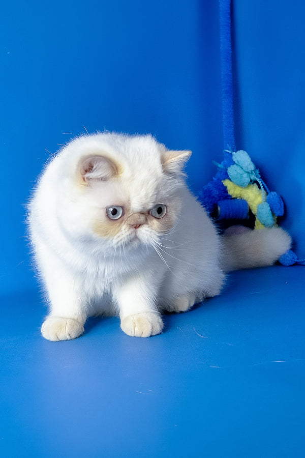 Jemma | Exotic Shorthair Kitten