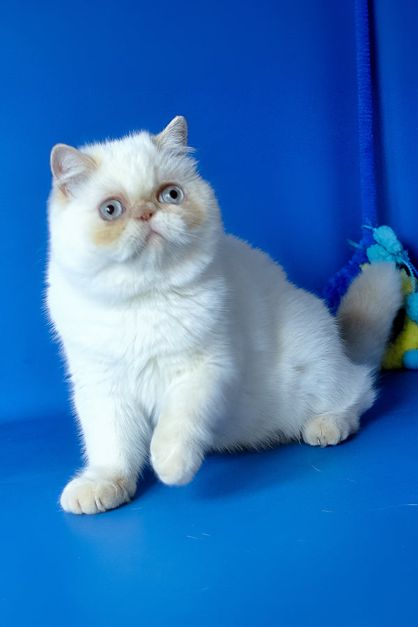 Jemma | Exotic Shorthair Kitten