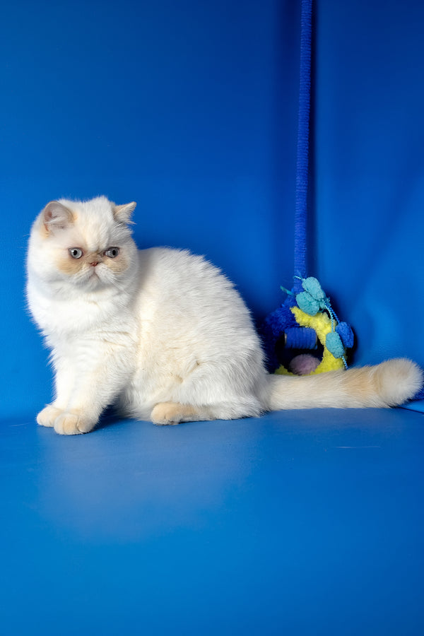 Jemma | Exotic Shorthair Kitten