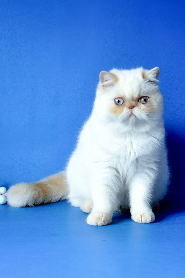 Jemma | Exotic Shorthair Kitten