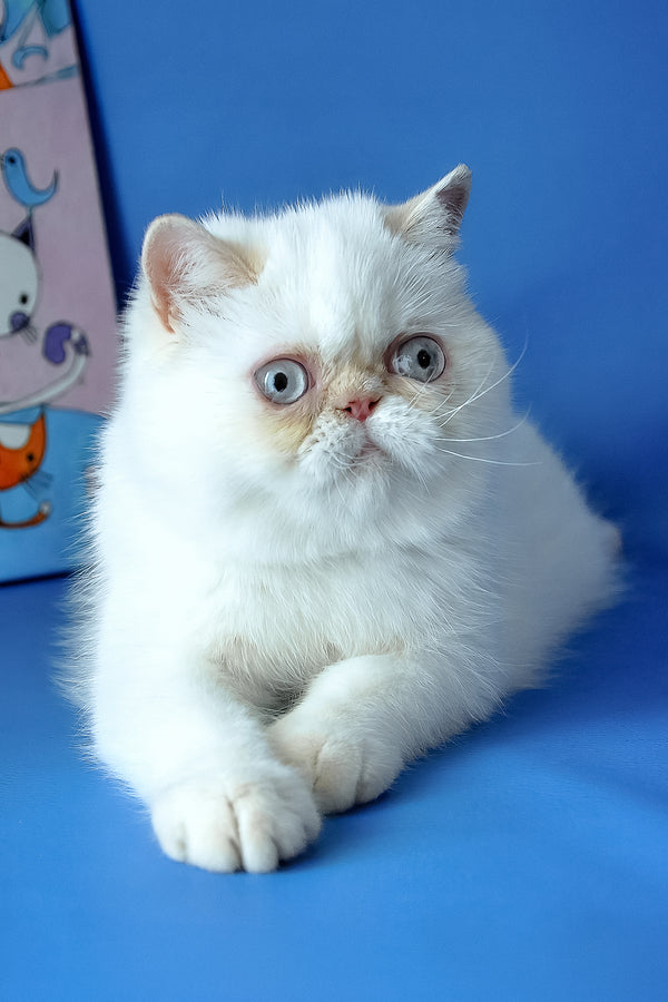 Jemma | Exotic Shorthair Kitten