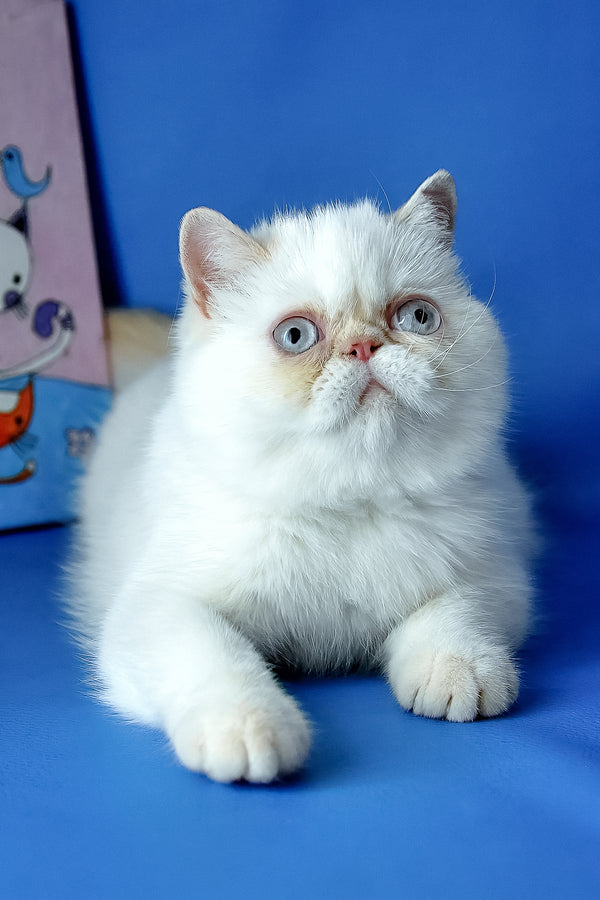 Jemma | Exotic Shorthair Kitten
