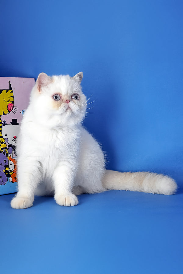 Jemma | Exotic Shorthair Kitten